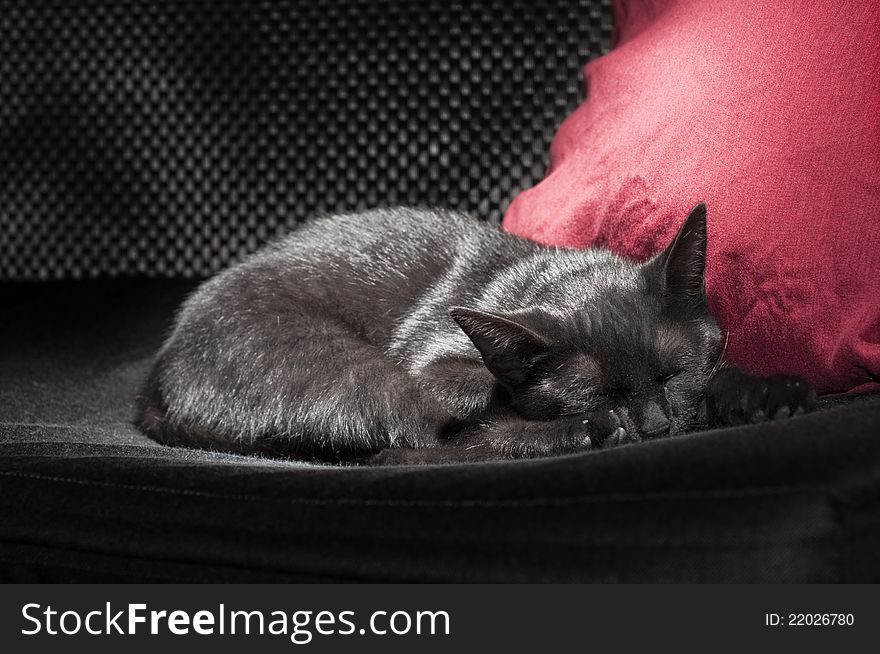 Black cat sleep on red pillow. Black cat sleep on red pillow