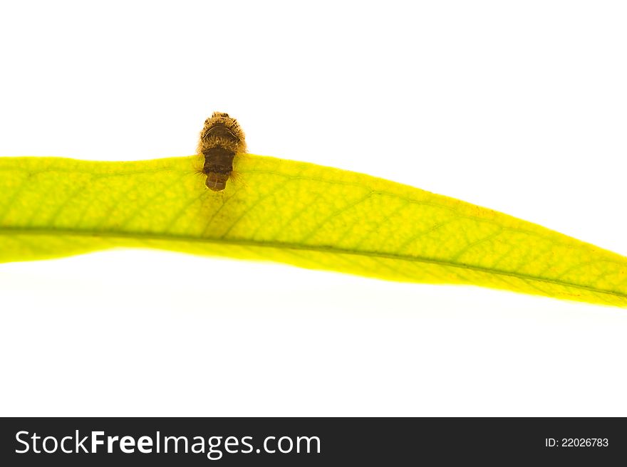 Barbed Worm On The Green Leaf