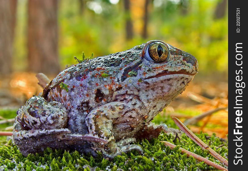 The grey frog sitting on a moss in coniferous wood. The grey frog sitting on a moss in coniferous wood