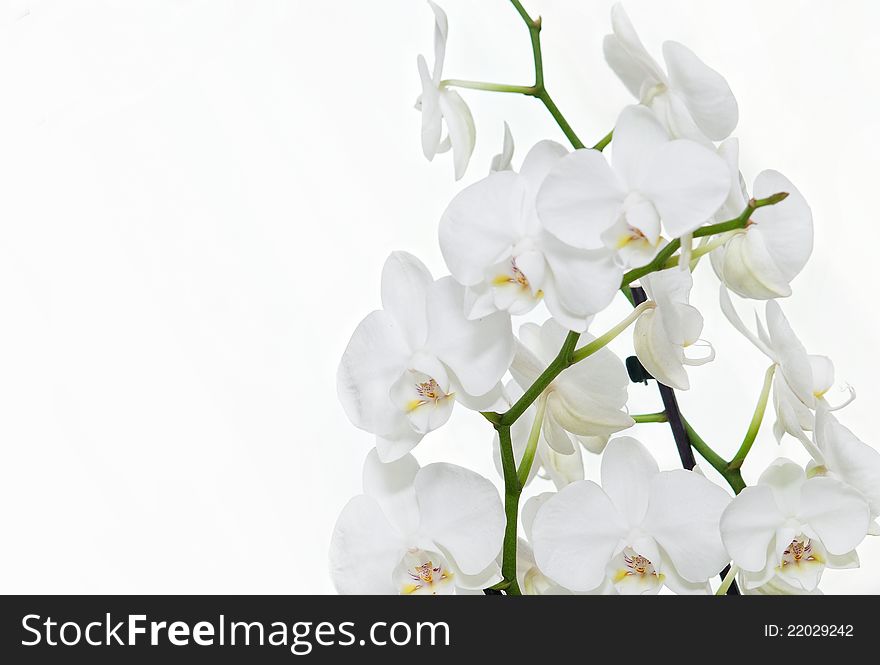 Delicate white orchid isolated on white