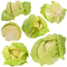 Head Of Savoy Cabbage Stock Photography Head Of Savoy Cabbage Stock Photography