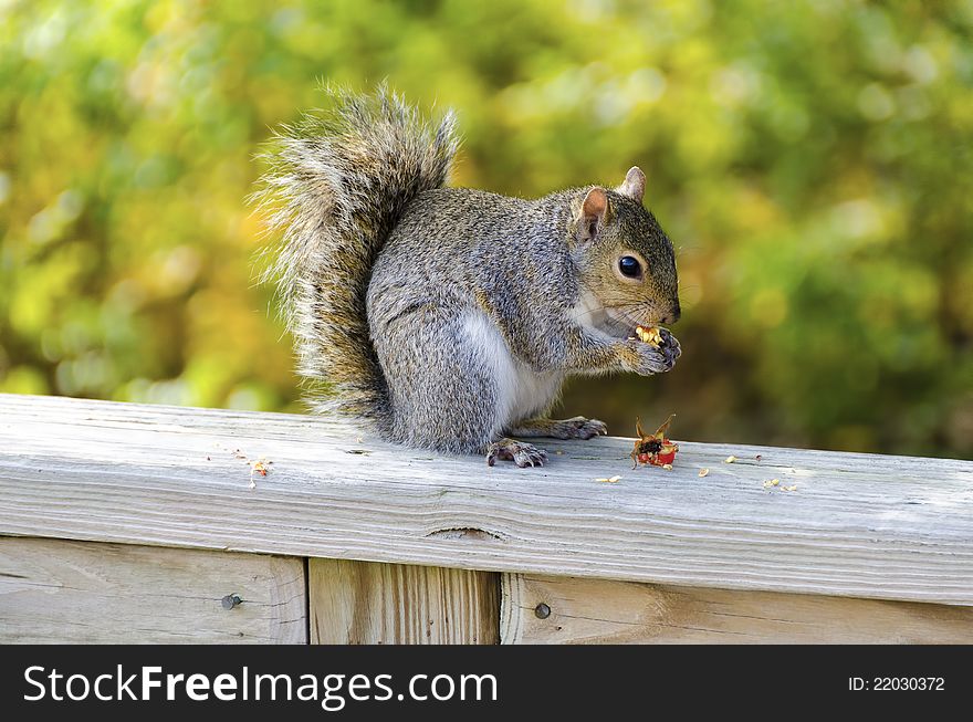 A squirrel enjoys a snack. A squirrel enjoys a snack