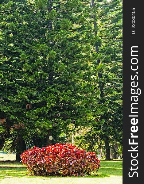 Cedar  tree   in  the  park