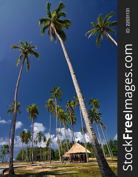 Beach, cocconut tree and cottages on sunny day with beautiful blue sky as background. This picture taken in public beach of Waisai, Raja Ampat Island, papua , Indonesia. Beach, cocconut tree and cottages on sunny day with beautiful blue sky as background. This picture taken in public beach of Waisai, Raja Ampat Island, papua , Indonesia