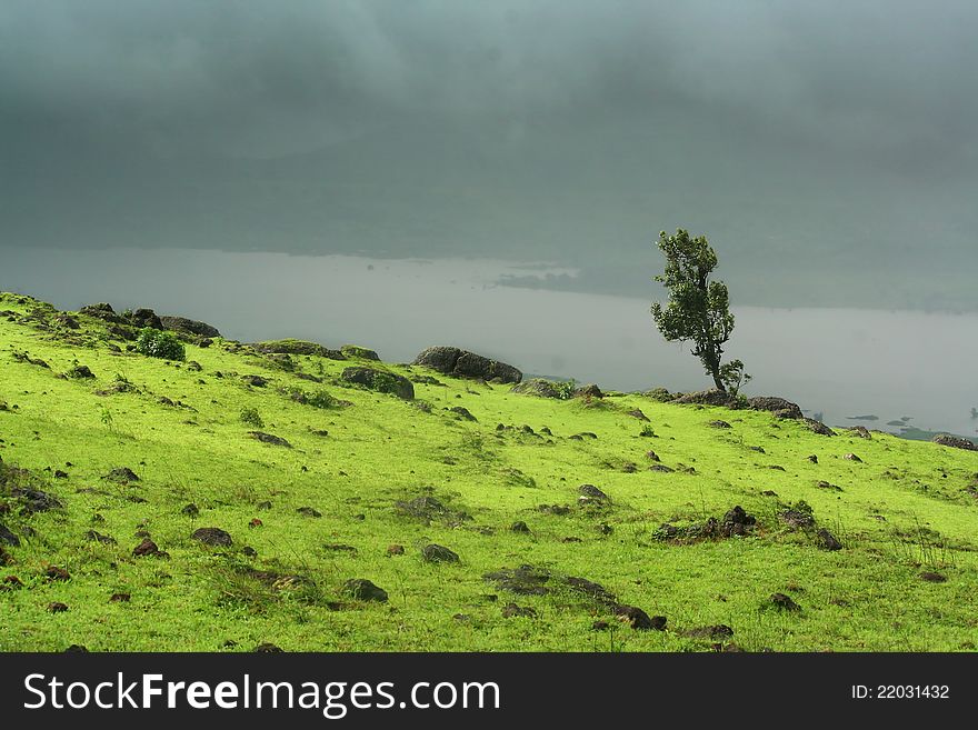 A tree stands against the slope of the mountain. A tree stands against the slope of the mountain