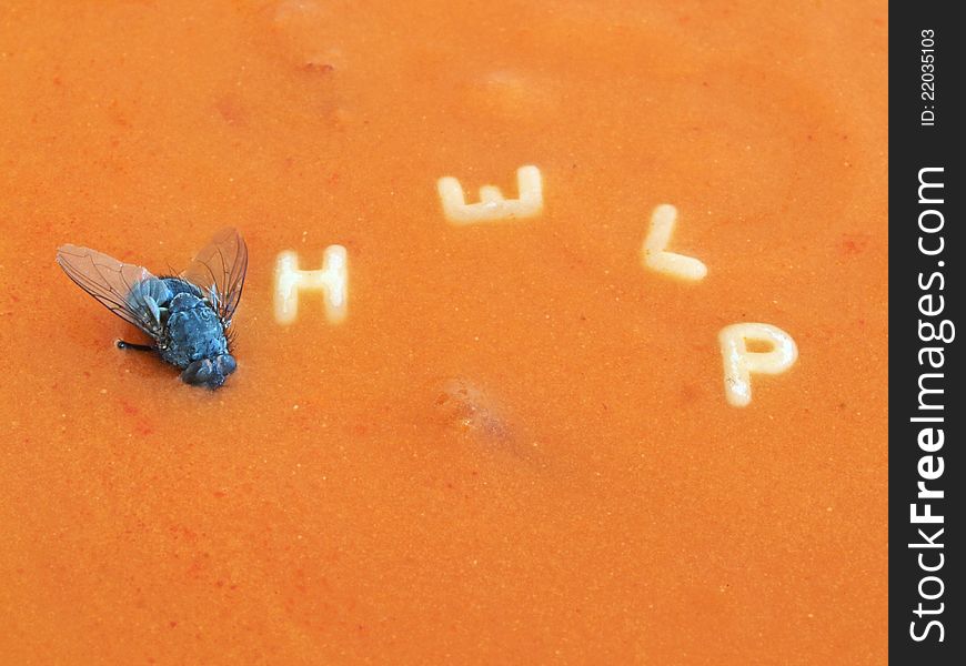 there is a fly in my soup! And it needs some help. there is a fly in my soup! And it needs some help.