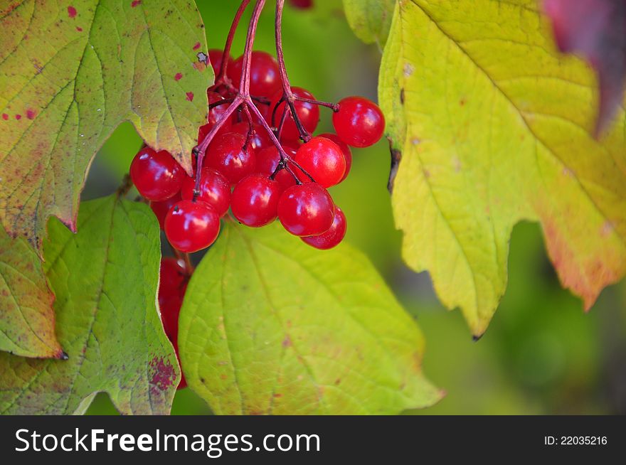 Close up of red currants on tree