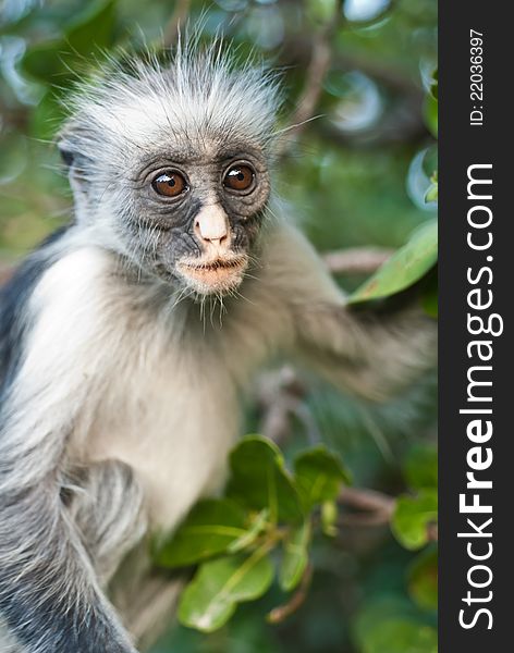 Portrait of a red colobus of zanzibar