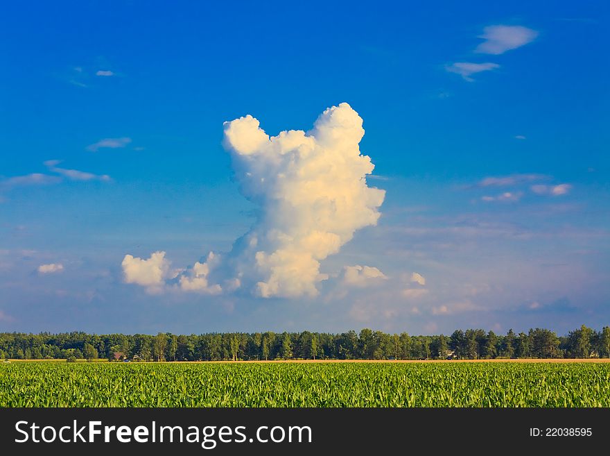 A corn field in summer