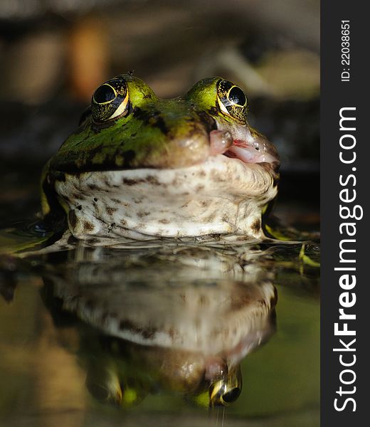 This animal you can also call green frog or water frog. This animal you can also call green frog or water frog.