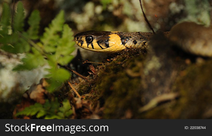 Grass Snake