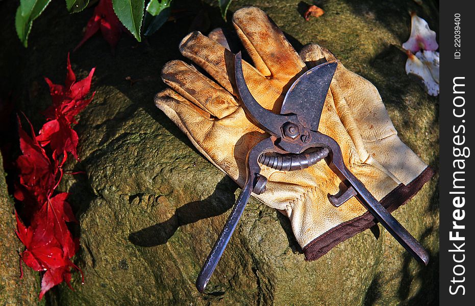 Garden scissors on leather gloves