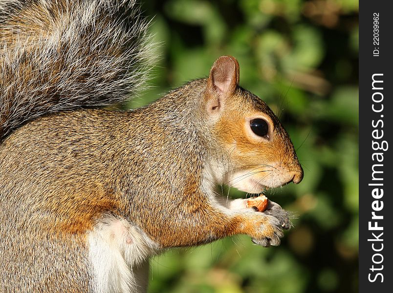 Close up of a Grey Squirrel eating Hazelnuts in Autumn sunshine