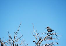 Western Scrub Jay Stock Photography Western Scrub Jay Stock Photography