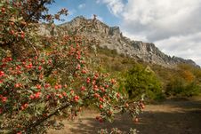 Hawthorn Bush In The Mountains Stock Photos Hawthorn Bush In The Mountains Stock Photos
