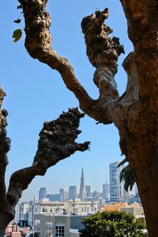 San Francisco Lombard Crooked Trees Stock Images San Francisco Lombard Crooked Trees Stock Images