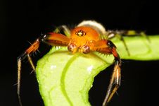 Crab Spider, Macro Shot Stock Photo