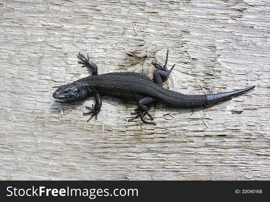 The black lizard is heated on a shining sun. The black lizard is heated on a shining sun