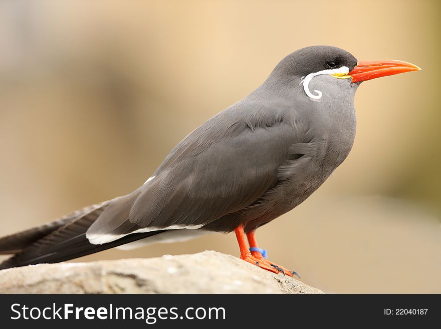 Portrait of an Inca Tern