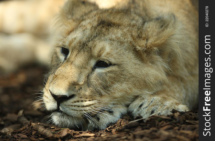 Portrait of a sleepy Asian Lioness