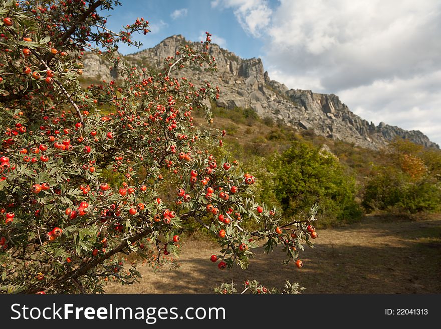 Hawthorn bush in the mountains