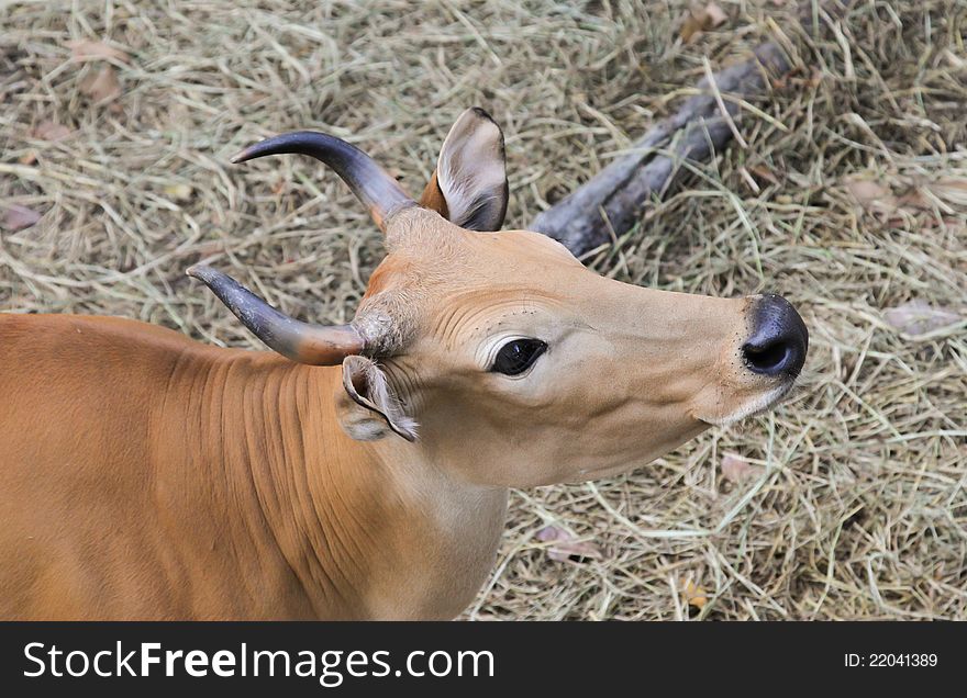 Sad cow looking into your eyes