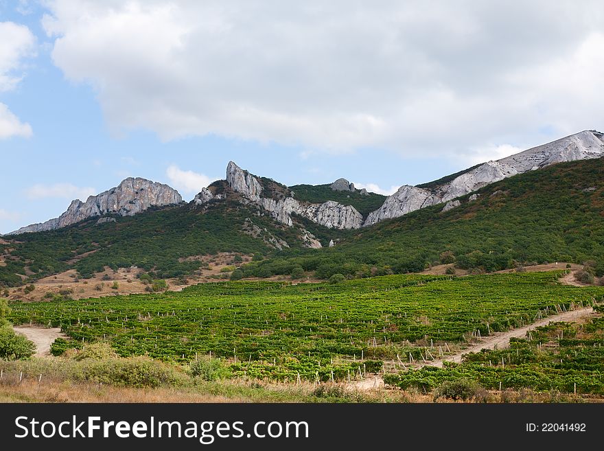 Vineyards in the mountains