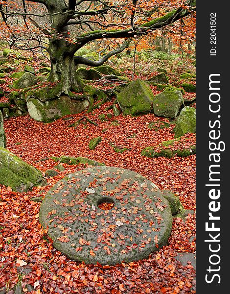 A large Millstone in an Autumn woodland scene. A large Millstone in an Autumn woodland scene