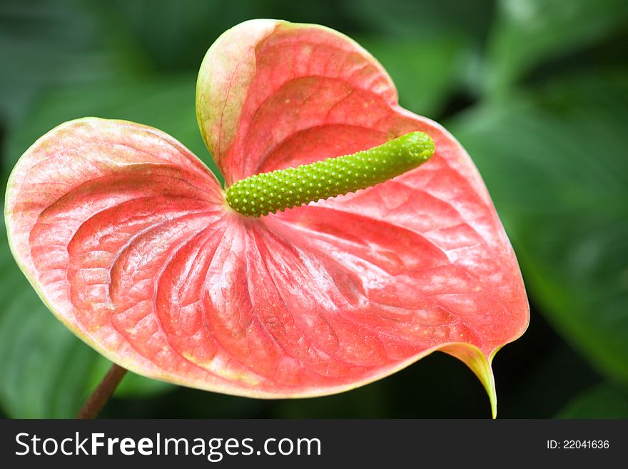 Anturium flower closeup