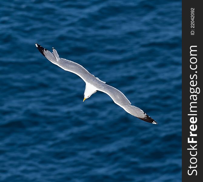 Seagull nice aerial stunt making