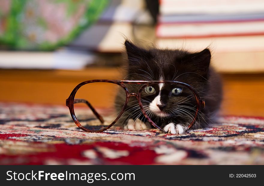 A kitten is playing with the glasses