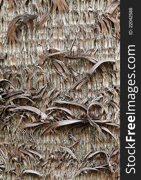 Tree texture in natural forest brazil