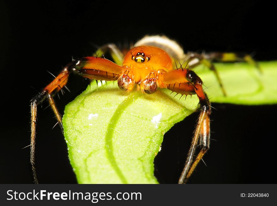 Picture or macro shot of a crab spider. Picture or macro shot of a crab spider