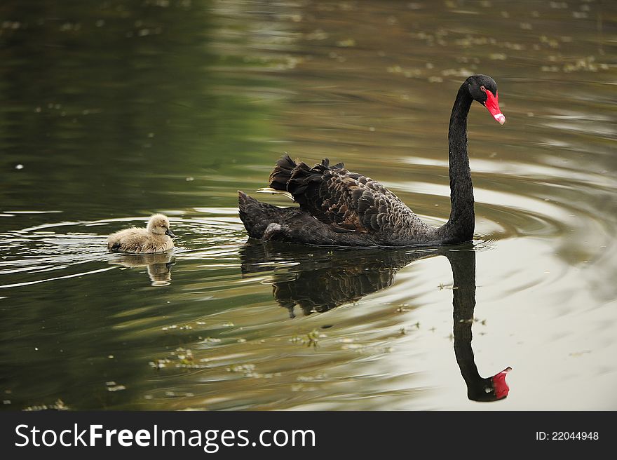 Black Swan in the pond to take care of new born children. Black Swan in the pond to take care of new born children.