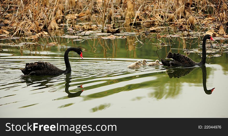 Black Swan Parents And Its Children