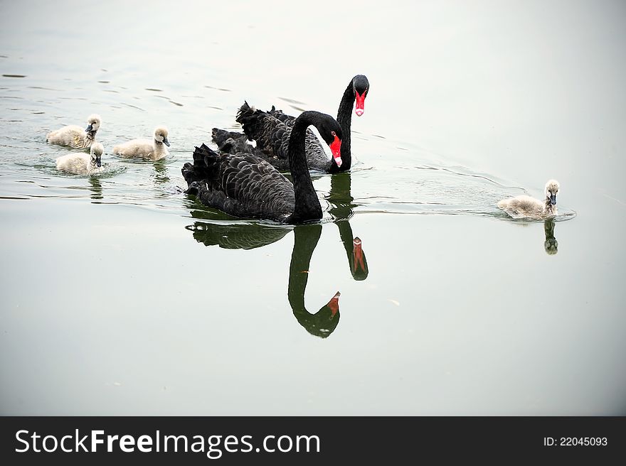 Black Swan in the pond to take care of new born children. Black Swan in the pond to take care of new born children.