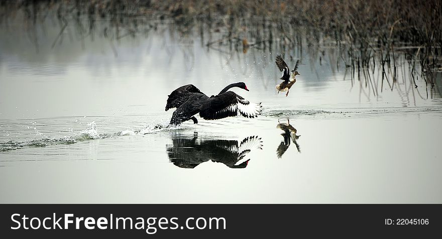 A black swan lake in chasing wild duck son