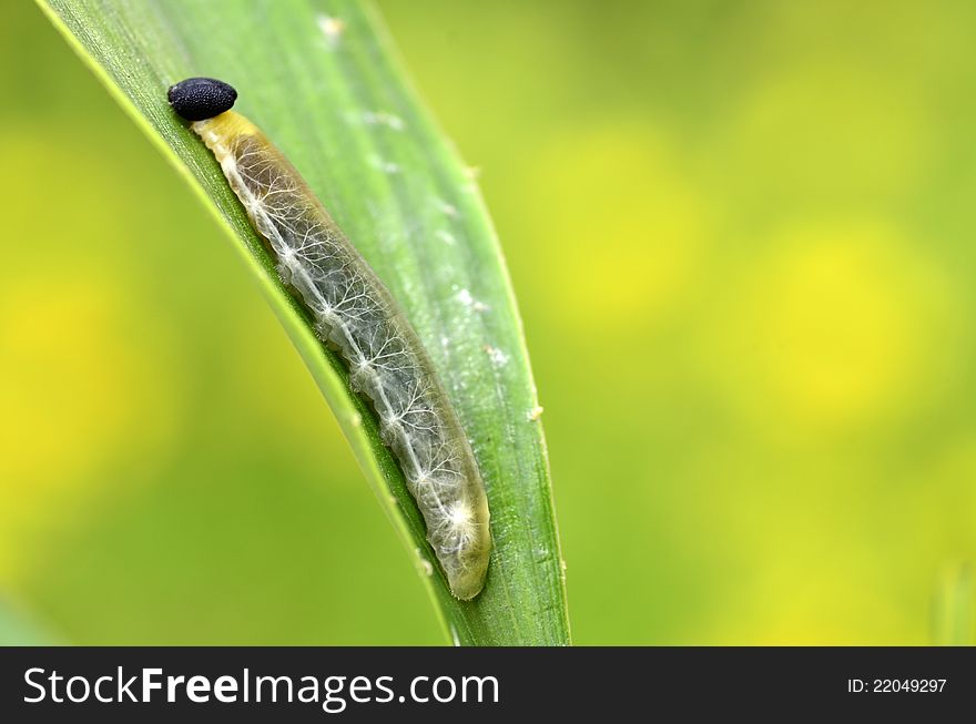 Larva of grass demon skippers Hesperiidae