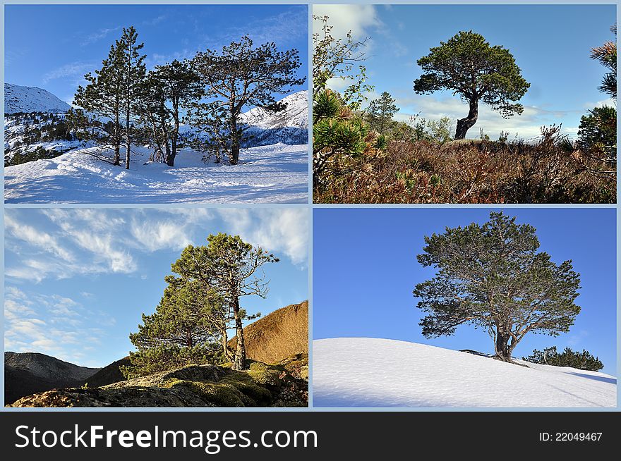 Assorted trees in rural exterior scenes. Assorted trees in rural exterior scenes