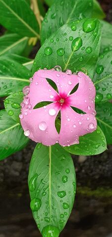 Kudalu Flower In Sri Lanka Stock Photography Kudalu Flower In Sri Lanka Stock Photography