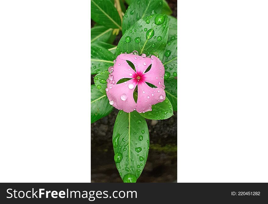 Pink kudalu flower in Sri Lanka. Photos Taken on a Rainy Day.