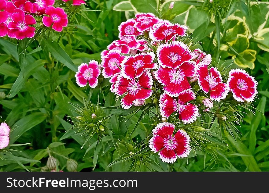 Color photography of pink Dianthus chinensis, commonly known asÂ rainbow pink or China pink flowers in garden. Color photography of pink Dianthus chinensis, commonly known asÂ rainbow pink or China pink flowers in garden