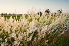 Reed Field Stock Images Reed Field Stock Images