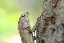 A Lizard Climbing The Tree Stock Photos A Lizard Climbing The Tree Stock Photos