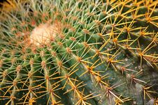 Big Cactus Full Of Spines Royalty Free Stock Image