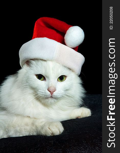 White Christmas Cat