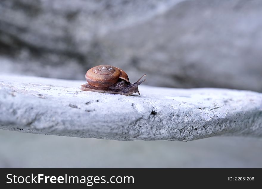 A snail advancing on rock. A snail advancing on rock