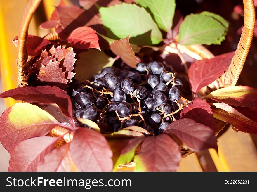 Blue grapes lying in a basket among the leaves outdoors shooting