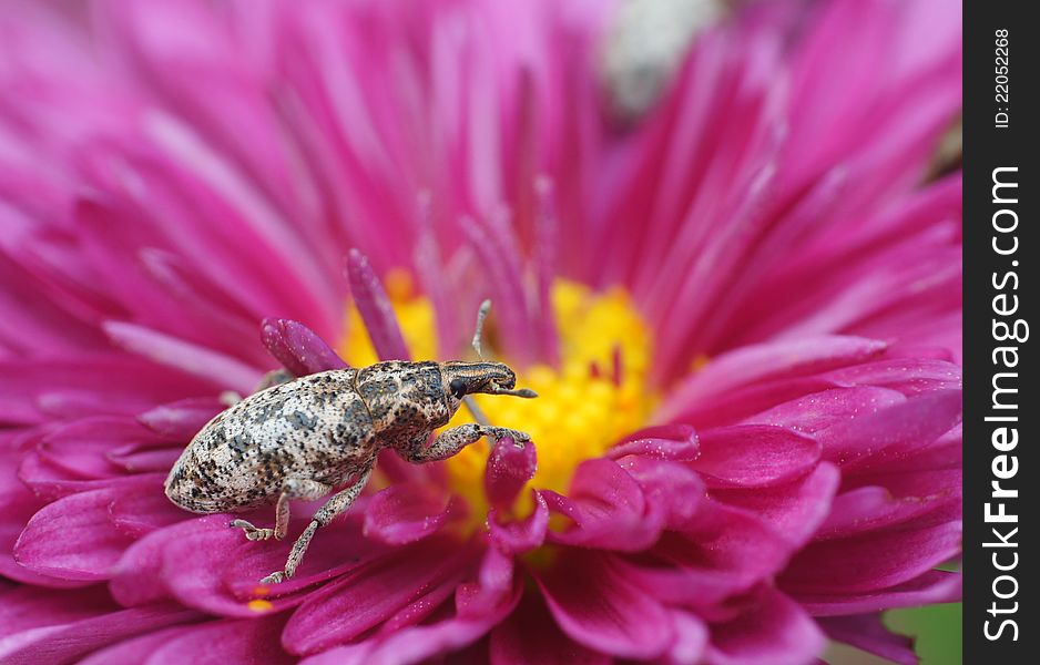 Bug sits on a flower
