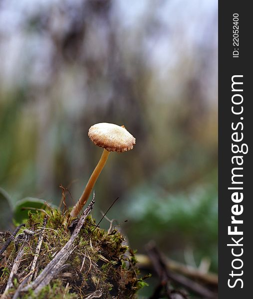 One mushroom grows in wood